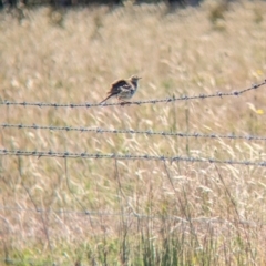 Anthus australis at Indigo Valley, VIC - 20 Dec 2022