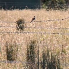 Anthus australis at Indigo Valley, VIC - 20 Dec 2022