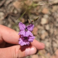 Arthropodium fimbriatum (Nodding Chocolate Lily) at Indigo Valley, VIC - 20 Dec 2022 by Darcy