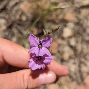 Arthropodium fimbriatum (Nodding Chocolate Lily) at suppressed by Darcy