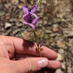 Arthropodium fimbriatum at Indigo Valley, VIC - 20 Dec 2022