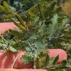 Acacia baileyana at Mangoplah, NSW - 21 Dec 2022