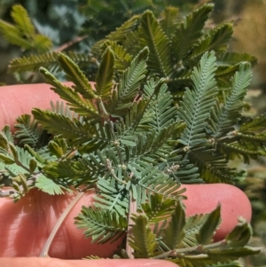 Acacia baileyana at Mangoplah, NSW - 21 Dec 2022