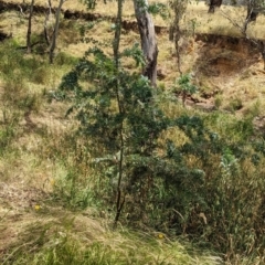 Acacia baileyana at Mangoplah, NSW - 21 Dec 2022