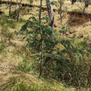 Acacia baileyana at Mangoplah, NSW - 21 Dec 2022