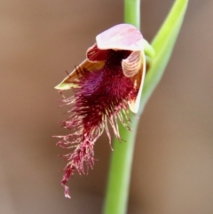 Calochilus sp. aff. gracillimus (Beard Orchid) at Broulee Moruya Nature Observation Area - 21 Dec 2022 by LisaH