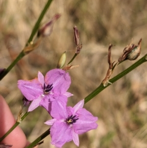 Arthropodium fimbriatum at Mangoplah, NSW - 21 Dec 2022 12:36 PM