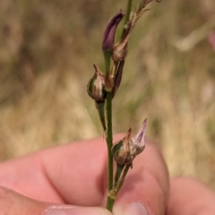 Arthropodium fimbriatum at Mangoplah, NSW - 21 Dec 2022