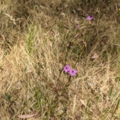 Arthropodium fimbriatum at Mangoplah, NSW - 21 Dec 2022