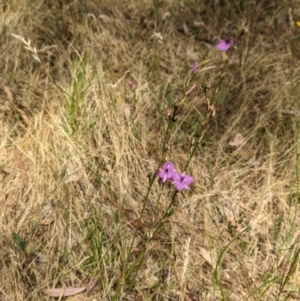 Arthropodium fimbriatum at Mangoplah, NSW - 21 Dec 2022