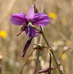 Arthropodium fimbriatum at Cookardinia, NSW - 21 Dec 2022