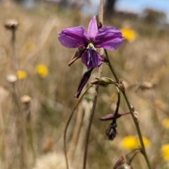 Arthropodium fimbriatum at Cookardinia, NSW - 21 Dec 2022