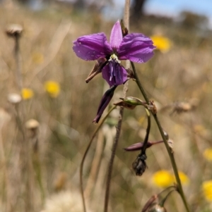 Arthropodium fimbriatum at Cookardinia, NSW - 21 Dec 2022 01:10 PM