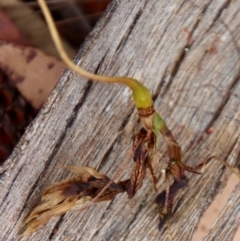 Cryptostylis erecta at Moruya, NSW - 20 Dec 2022