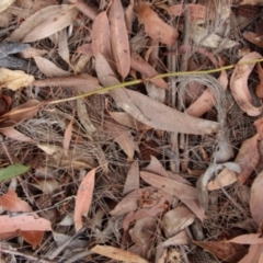 Cryptostylis erecta at Moruya, NSW - 20 Dec 2022