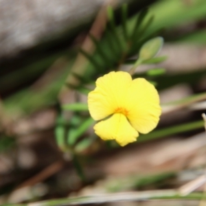 Gompholobium pinnatum at Moruya, NSW - suppressed