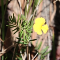 Gompholobium pinnatum at Moruya, NSW - suppressed