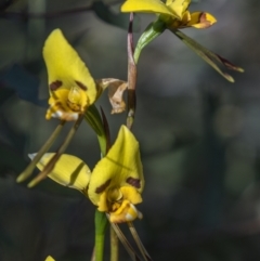 Diuris sulphurea (Tiger Orchid) at Rendezvous Creek, ACT - 19 Dec 2022 by trevsci