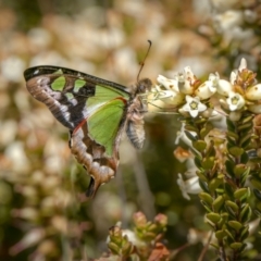 Graphium macleayanum (Macleay's Swallowtail) at Mount Clear, ACT - 20 Dec 2022 by trevsci