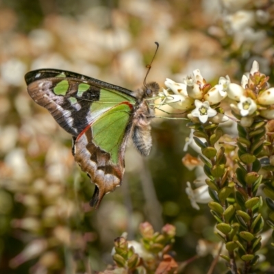 Graphium macleayanum (Macleay's Swallowtail) at Mount Clear, ACT - 20 Dec 2022 by trevsci