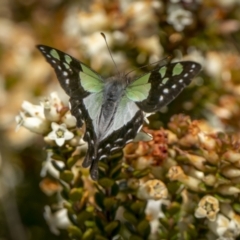 Graphium macleayanum at Mount Clear, ACT - 20 Dec 2022 11:05 AM