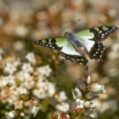 Graphium macleayanum at Mount Clear, ACT - 20 Dec 2022 11:05 AM