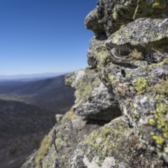 Pseudemoia spenceri (Spencer's Skink) at Mount Clear, ACT - 19 Dec 2022 by trevsci