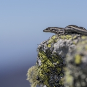 Pseudemoia spenceri at Mount Clear, ACT - 20 Dec 2022