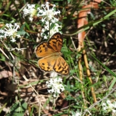 Heteronympha merope (Common Brown) at Thirlmere, NSW - 1 Nov 2022 by GlossyGal
