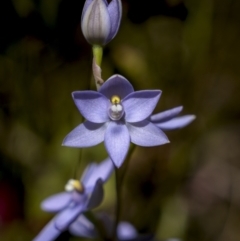 Thelymitra alpina (Mountain Sun Orchid) at Rendezvous Creek, ACT - 20 Dec 2022 by trevsci