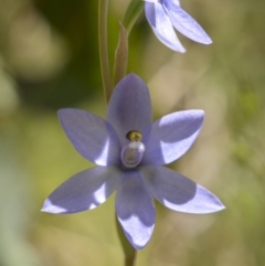 Thelymitra alpina at Rendezvous Creek, ACT - 20 Dec 2022