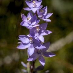 Thelymitra alpina at Rendezvous Creek, ACT - 20 Dec 2022