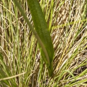 Thelymitra alpina at Rendezvous Creek, ACT - 20 Dec 2022