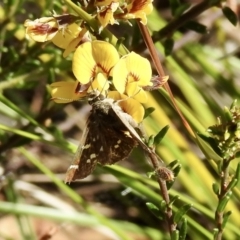 Pasma tasmanica (Two-spotted Grass-skipper) at Wingello - 3 Nov 2022 by GlossyGal