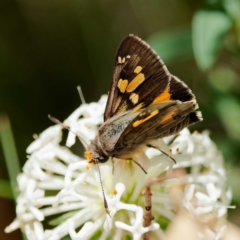 Trapezites phigalioides (Montane Ochre) at Paddys River, ACT - 10 Dec 2022 by DPRees125