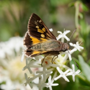 Trapezites phigalioides at Paddys River, ACT - 10 Dec 2022