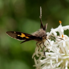 Trapezites phigalioides at Paddys River, ACT - 10 Dec 2022