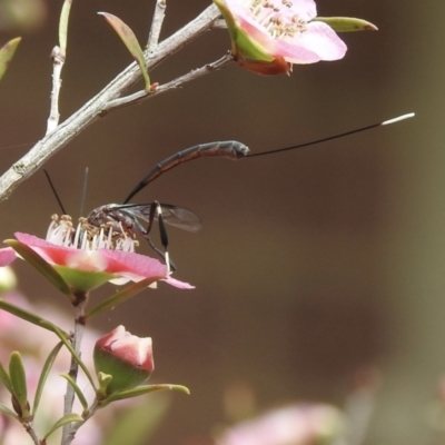 Gasteruption sp. (genus) (Gasteruptiid wasp) at Burradoo, NSW - 5 Nov 2022 by GlossyGal