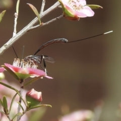 Gasteruption sp. (genus) (Gasteruptiid wasp) at Burradoo - 5 Nov 2022 by GlossyGal