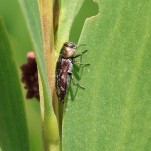 Diphucrania sp. (genus) at Bermagui, NSW - 21 Dec 2022