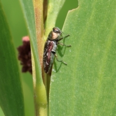 Diphucrania sp. (genus) at Bermagui, NSW - 21 Dec 2022