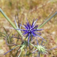 Eryngium ovinum (Blue Devil) at Theodore, ACT - 18 Dec 2022 by RomanSoroka