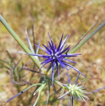 Eryngium ovinum (Blue Devil) at Theodore, ACT - 18 Dec 2022 by RomanSoroka
