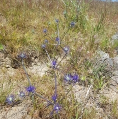 Eryngium ovinum at Theodore, ACT - 18 Dec 2022 02:15 PM