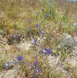 Eryngium ovinum at Theodore, ACT - 18 Dec 2022 02:15 PM