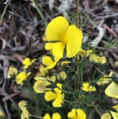 Gompholobium huegelii (Pale Wedge Pea) at Burra, NSW - 21 Dec 2022 by JessBelle