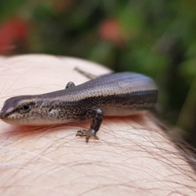 Lampropholis delicata (Delicate Skink) at Chisholm, ACT - 13 Dec 2022 by RomanSoroka
