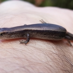 Lampropholis delicata at Chisholm, ACT - 13 Dec 2022 03:46 PM