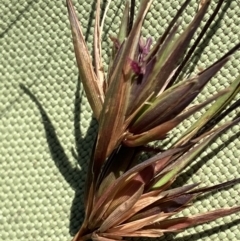 Themeda triandra (Kangaroo Grass) at Suttons Dam - 17 Dec 2022 by KL