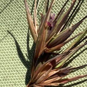 Themeda triandra at Fentons Creek, VIC - 17 Dec 2022